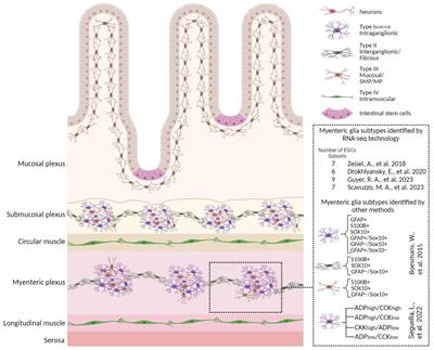 From diversity to disease: unravelling the role of enteric glial cells